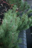 Pinus mugo RCP1-2013 101.JPG